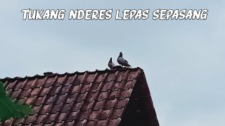 MERPATIKU LEPAS BELUM HAFAL KANDANG