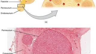 Nerve | Wikipedia audio article