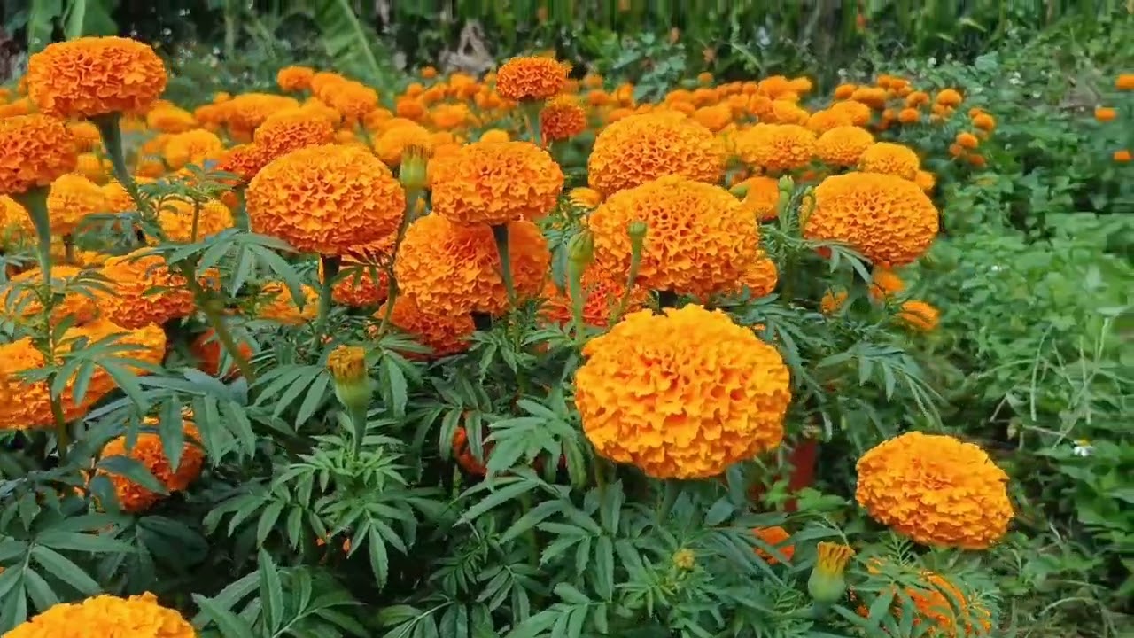 Hoa cúc, mai,  thọ, giấy, tắc, dưa hấu sắc màu ngày tết 