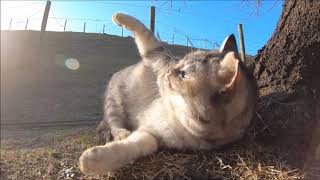 日向ぼっこ中のコロコロと太った野良猫をモフる