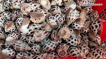 🐚🐚🐚 ỐC HƯƠNG SỐNG - HÀNG VỀ MỖI NGÀY 🐚🐚🐚 - Chợ Hải Sản Online - Rạn Biển Seafood Mart