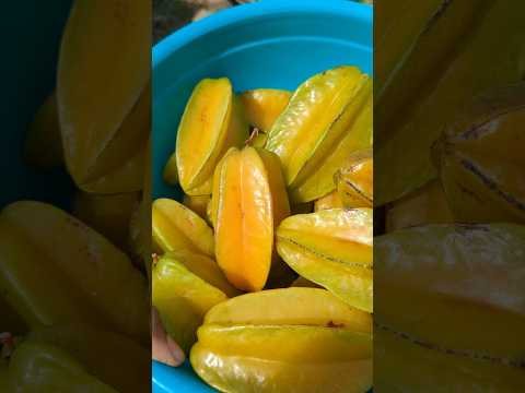 Today's harvest - starfruit