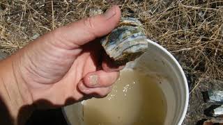 Rockhounding Seam Agates