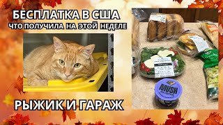 Влог США/ Что дали на этой неделе БЕСПЛАТНО?/Какие дела нужно закончить до конца года?/Рыжик рядом.