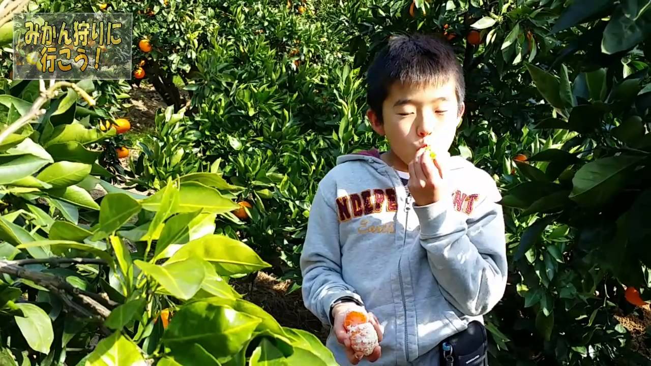 Tangerine picking for adults for 400 yen!] Akazato Orchard