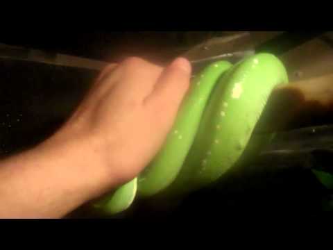 Chondro Python lockup