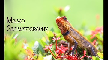 Dew Drop Series #2 ~ Macro Cinematography Nov 2018 | Handheld | Chennai India