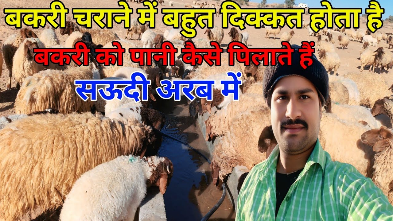 Saudi Arab Bakri Charane Wale Ki Life Arvindupvlogs ✅ सऊदी अरब बकरी चराने में बहुत दिक्कत होता है 