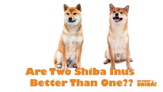 Are Two Shiba Inus Better Than One?