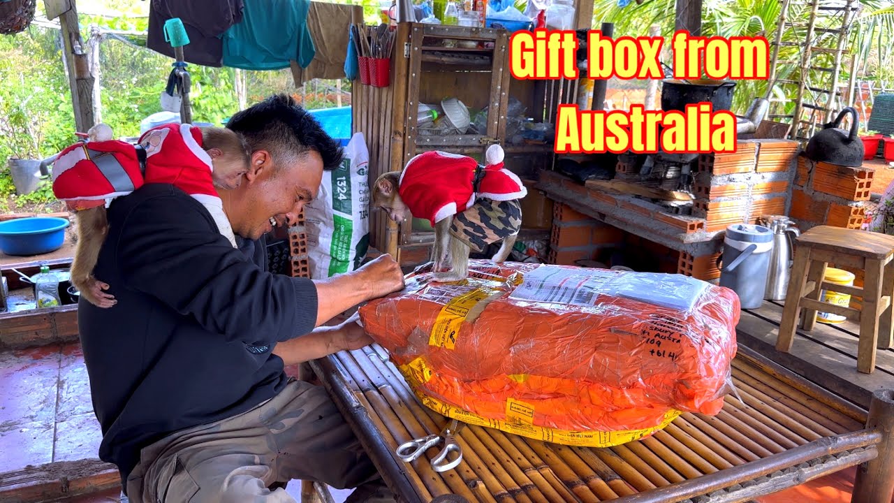 Sơn and the two baby monkeys unexpectedly received a gift from Australia after two months.