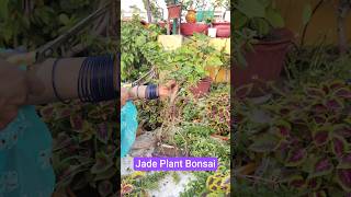 Jade plant bonsai making#shorts#bonsaitree#jadeplantbonsai#gardening
