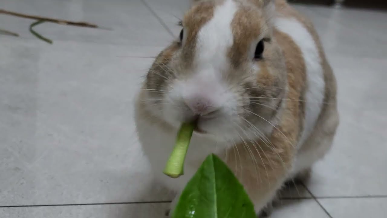 Fominha por folhinha 