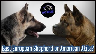 Ost Europäischer Schäferhund oder American Akita?