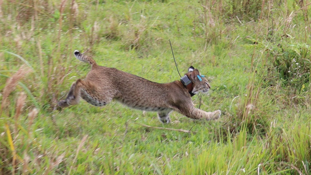 Bobcat Rehab Makes History