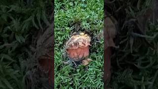 Beczułeczka #mushroom #fungi #grzyby #grzybobranie