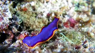 Colourful NUDIBRANCHS and Flatworms in 4K