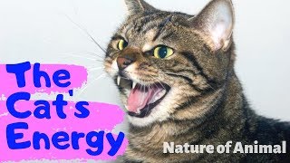 The Cat's Energy The Cat's Energy