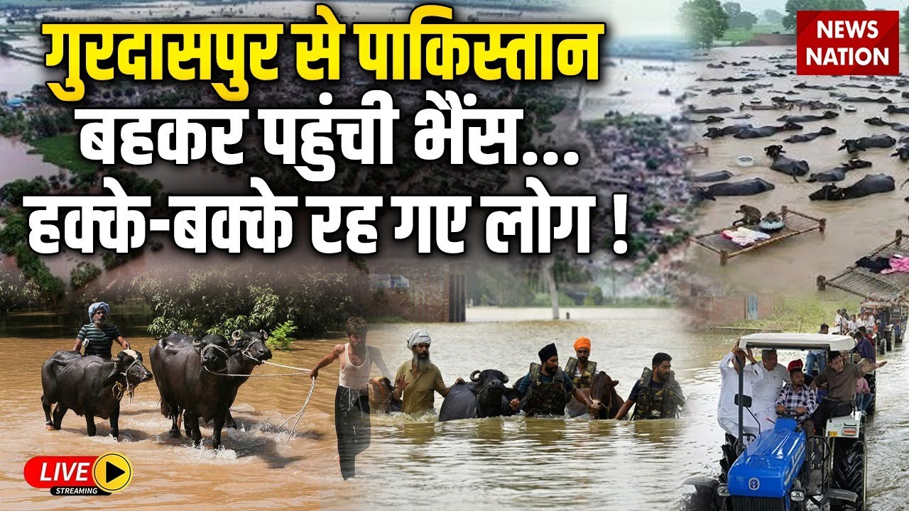 Punjab Flood Ground Report Live : Gurdaspur से Pakistan पहुंची भैंसें | Heavy Rain | News Nation