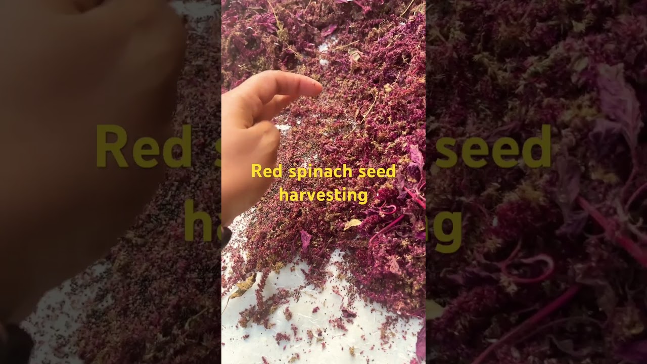 Harvesting Ref spinach or Amaranth seeds