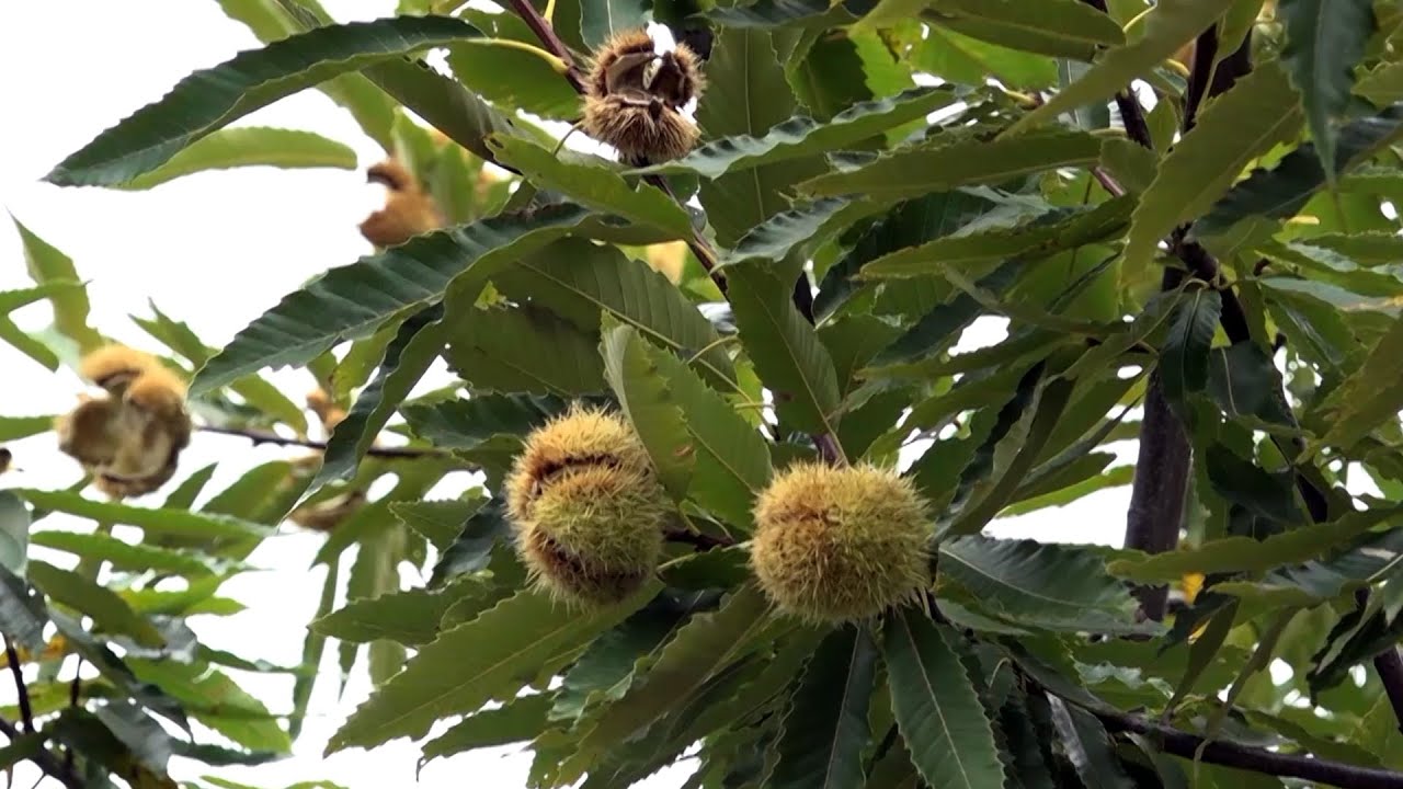 VALLE DEL CHIESE: LA CASTANICOLTURA GUARDA AL FUTURO