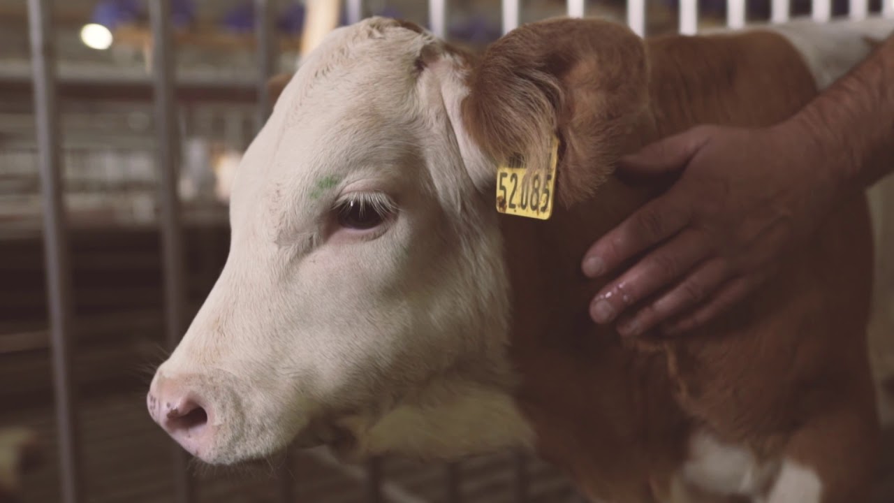 RVG mbH - Raiffeisen Viehvermarktung GmbH Imagefilm - YouTube