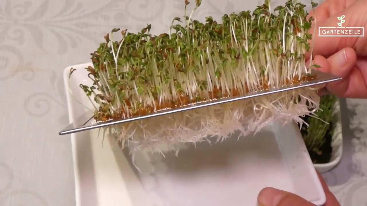 Which is better: sprouting tower, sprouting jar or cress sieve?