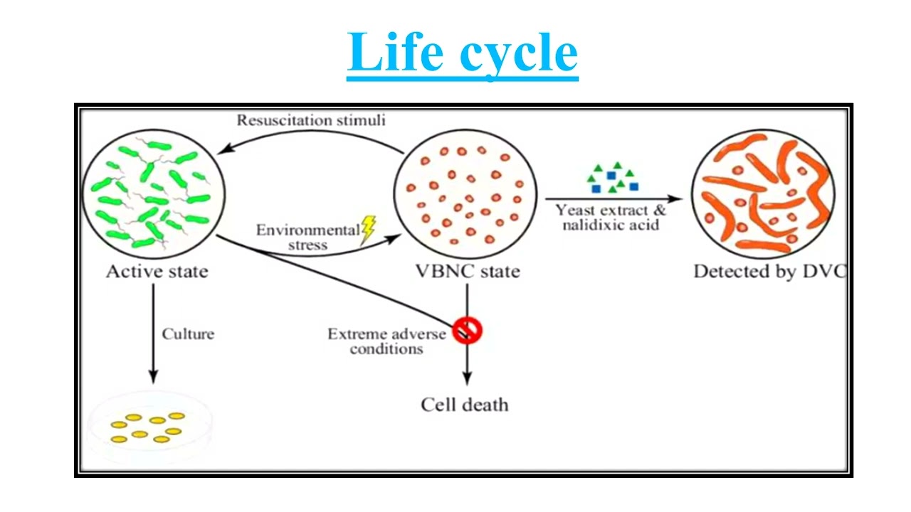 Accessing Nonculturable  Bacteria   Video No  1221