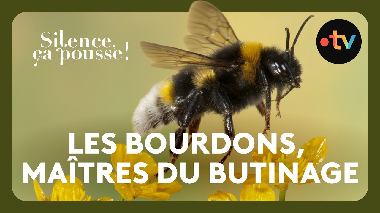 Les bourdons ne choisissent jamais leurs fleurs au hasard !