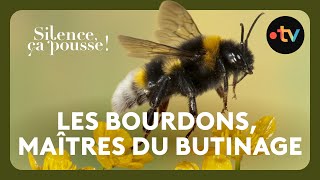 Les Bourdons Ne Choisissent Jamais Leurs Fleurs Au Hasard