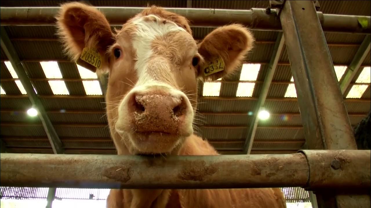 Read more about the article Danone aims to cut dairy methane emissions by 30% – Reuters