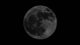 Song Of Animaria Version En Acústica