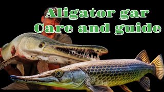Story Of Tha Aligator Gar Fish Care And Breeding Guidepets And Vlog