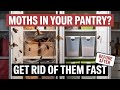 Stop Indian Meal Moths Immediately With This
