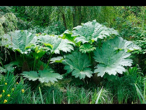 Vidéo: Collecte de graines de Gunnera pour la plantation - Comment propager Gunnera à partir de graines