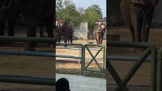 Discover the Majestic World of Elephants: Facts and Footage