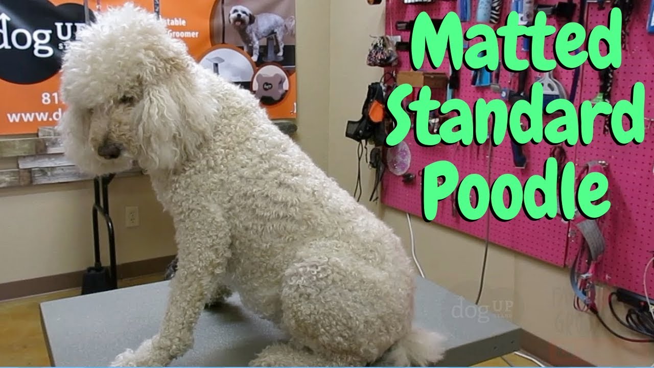 best shaver for poodles