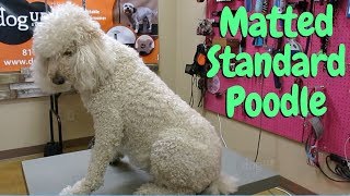 Standard Poodle Is Matted Pro Groomer Tips