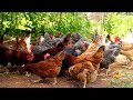 #6 Live surpresa - Tema livre - Criação de galinhas