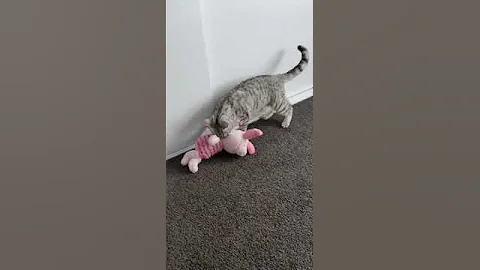 Video 729441: silver tabby british, silver tabby kitten, little tabby, british hair, kitten tiger