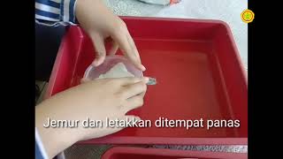 Cara Menyemai Biji Pepaya Merah Delima