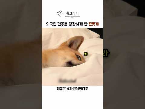 외국인 견주를 당황하게 한 진돗개