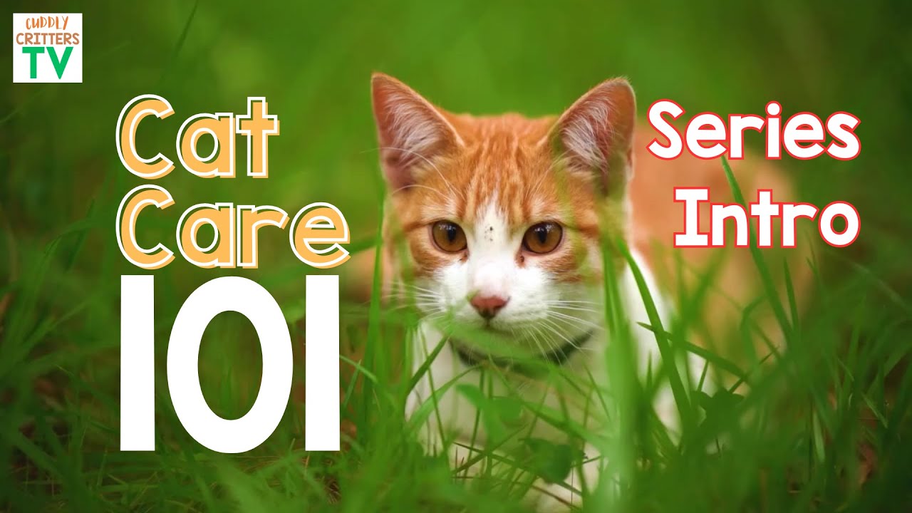 Series Intro to Cat Care 101 - Cuddly Critters TV