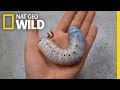 Watch a Hercules Beetle Metamorphose Before Your Eyes | Nat Geo Wild