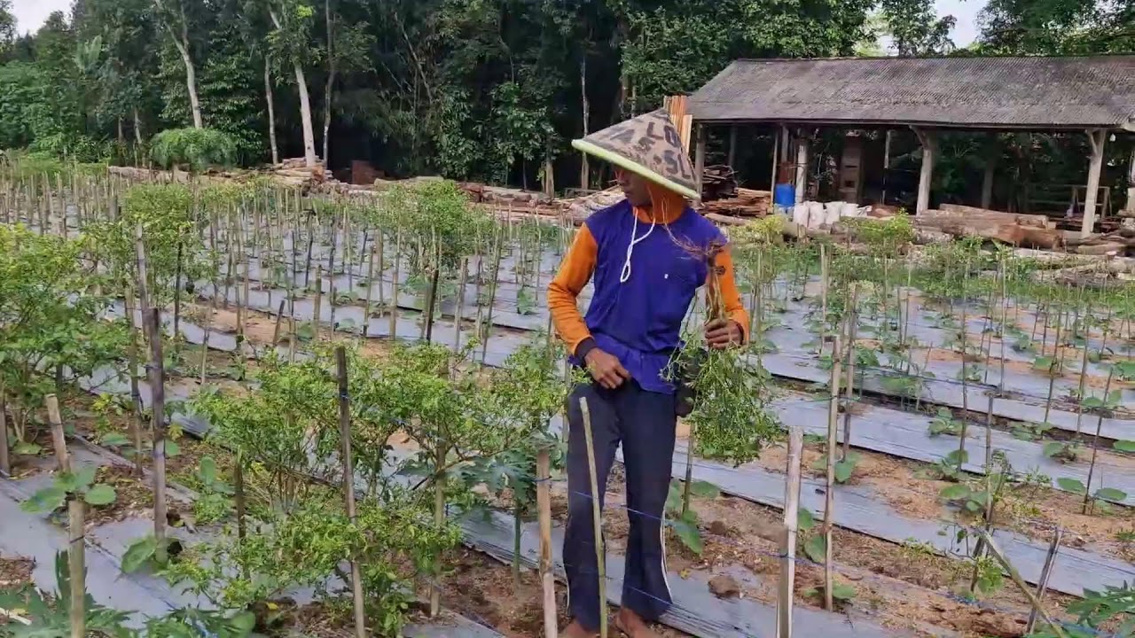 SMART FARMING HACK: REBUILDING CHILI PLANTS IN OPEN FIELDS WITH SUPER STRENGTH - Agriculture Farming