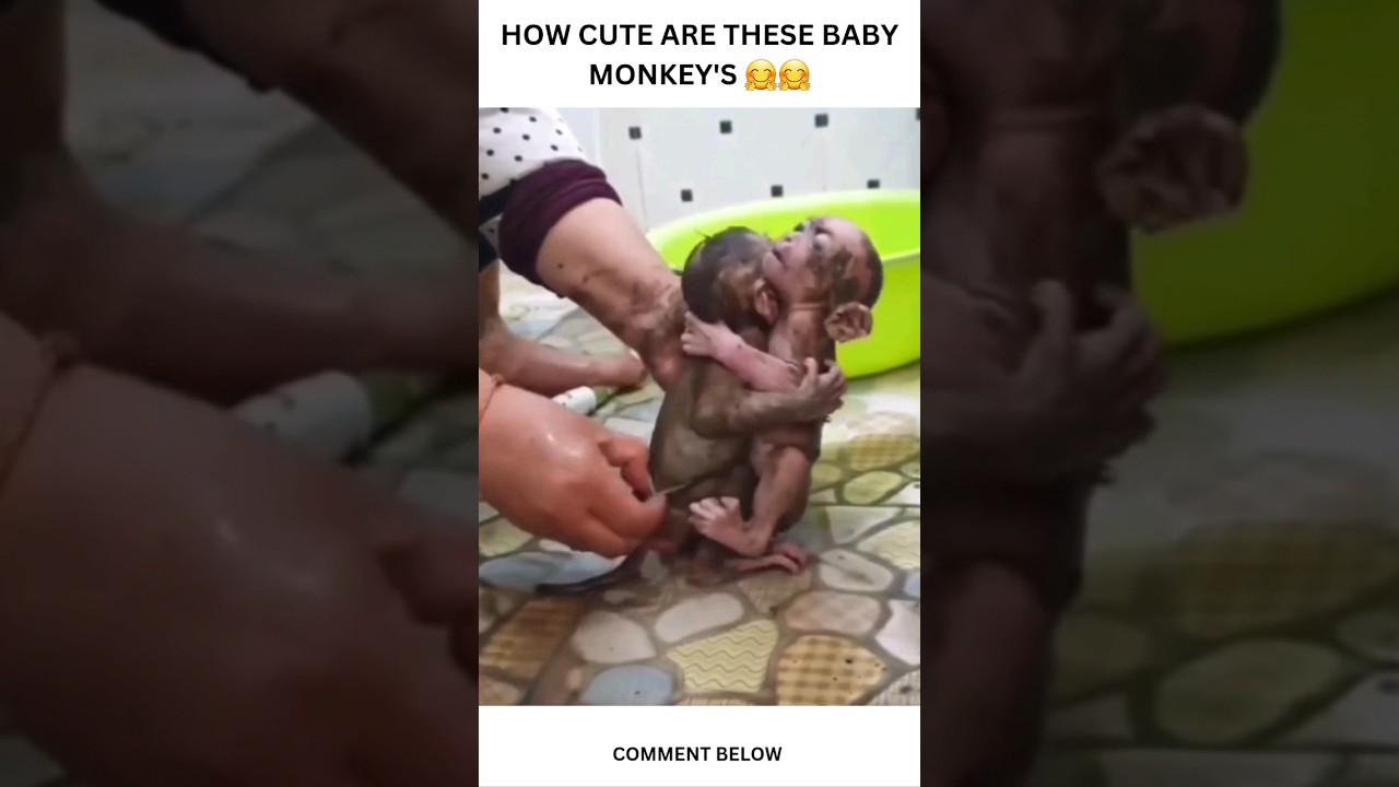 Cute baby monkey's Bathing #babymonkey #cutepets #monkeypet #pets #mother #petstagram