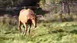 Ruby Free Lunging