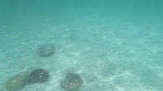 2022.07 Large School of Baby Sardines &/or Anchovies - Snorkeling at Boca Catalina, Aruba (Video #2)