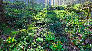 4k HDR Forest spring wildflowers.   Relaxing forest  sound.