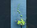 Tennis Ball Mastermind*: Efficient Ball Collection Made Easy #smalleyes #sharps #naylor #aignep