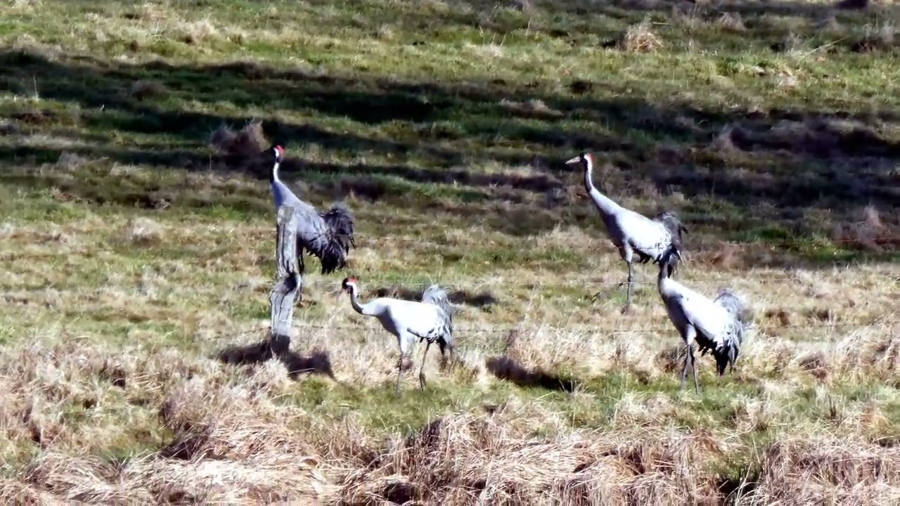 Kraniche bei Zwischenrast